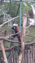 Roter Panda beim Essen