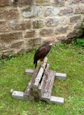 Sammy, der Wüstenbussard schaut uns ebenfalls zu beim Essen.